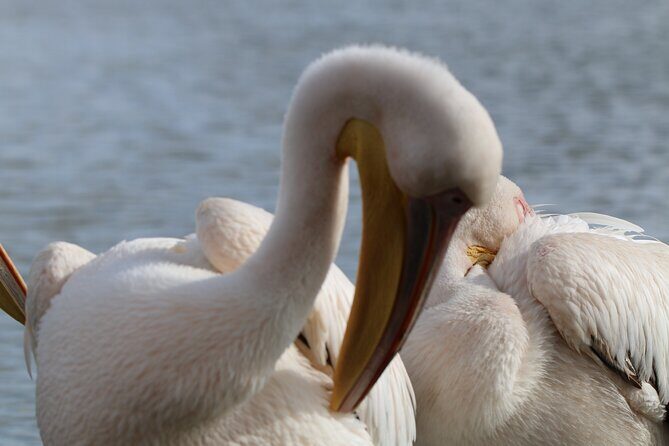 Day tour to Hell's Gate National park and optional Boat ride on lake Naivasha - Price and Value: Is $125 a Good Deal?
