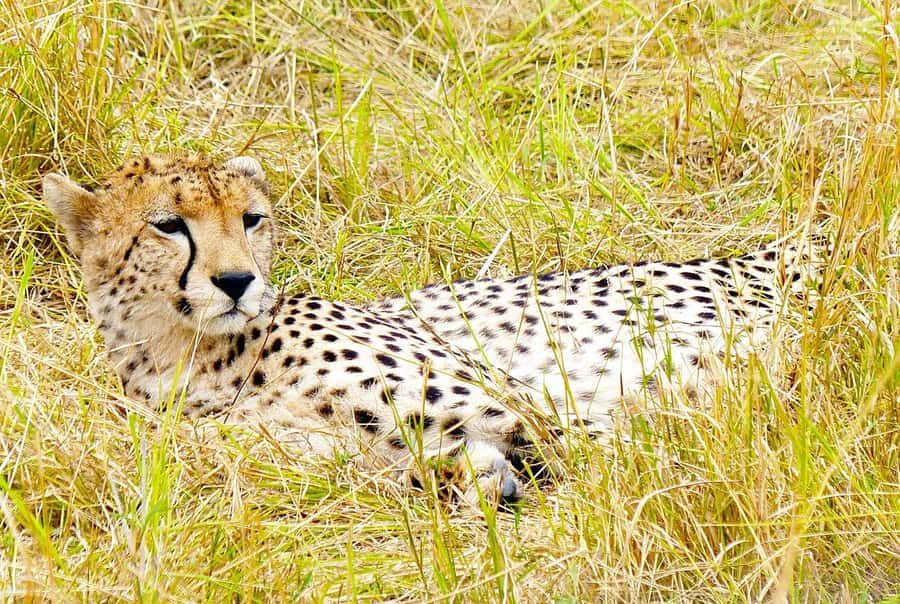 Day Tour to Maasai Mara & optional Maasai village visit - The vehicle matters: pop-up roof Landcruiser and big explorer windows