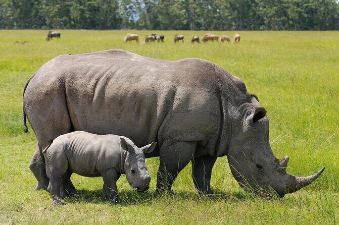 Day Tour to Nairobi national park, Elephants, and Giraffe Center - How This Nairobi 7.5-Hour Animal Circuit Plays Out