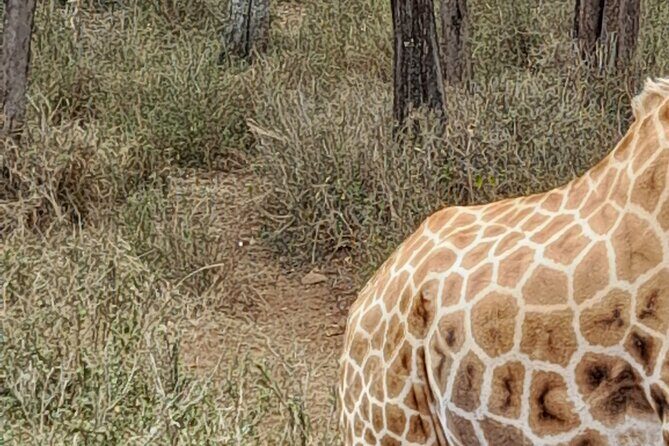Day Tour to Nairobi national park, Elephants, and Giraffe Center - Sheldrick Wildlife Trust Nursery: Elephants, Orphanage Care, and a Founder Story