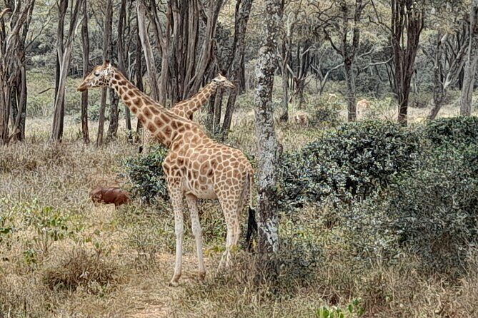 Day Tour to Nairobi national park, Elephants, and Giraffe Center - Pickup, Vehicle Comfort, and the Included Basics You Should Expect