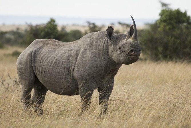 Day Tour to Ol Pejeta Conservancy - Serena Sweetwaters Lodge Break: Watch Animals at the Watering Hole