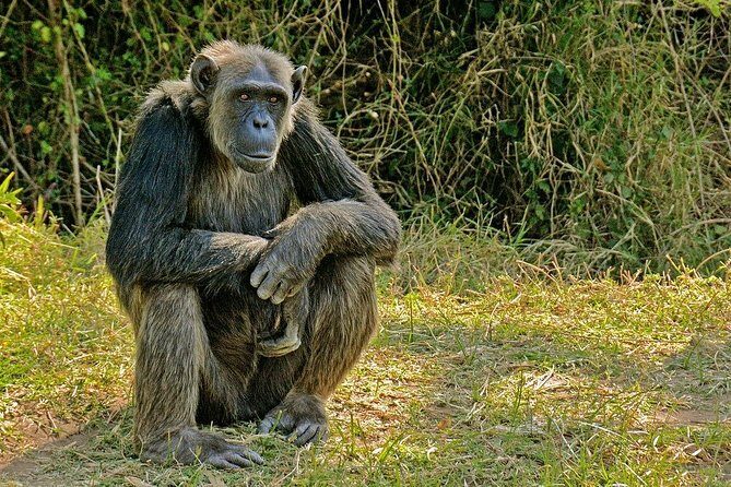 Day Tour to Ol Pejeta Conservancy - Wildlife Odds Beyond the Rhinos: Elephants, Hippos, Lions, and More