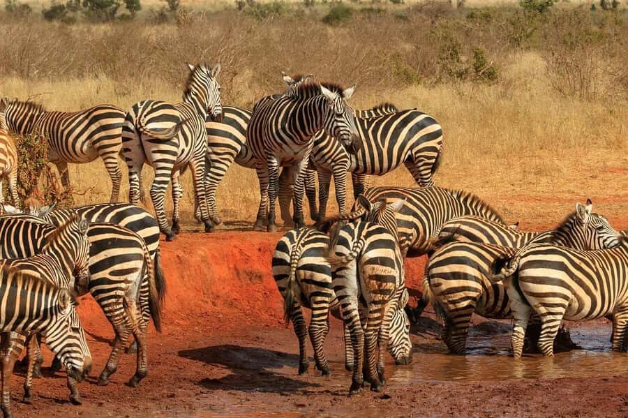 Day tour to Tsavo East National Park from Malindi/ Watamu - Key Points You’ll Care About