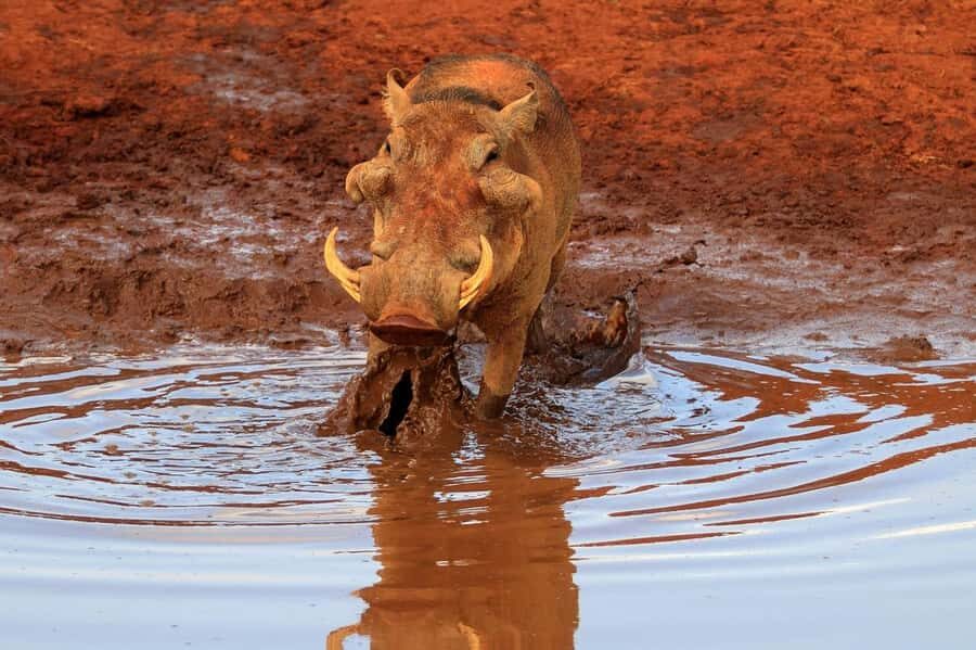 Day tour to Tsavo East National Park from Malindi/ Watamu - From Malindi or Watamu to Tsavo East in One Long Day