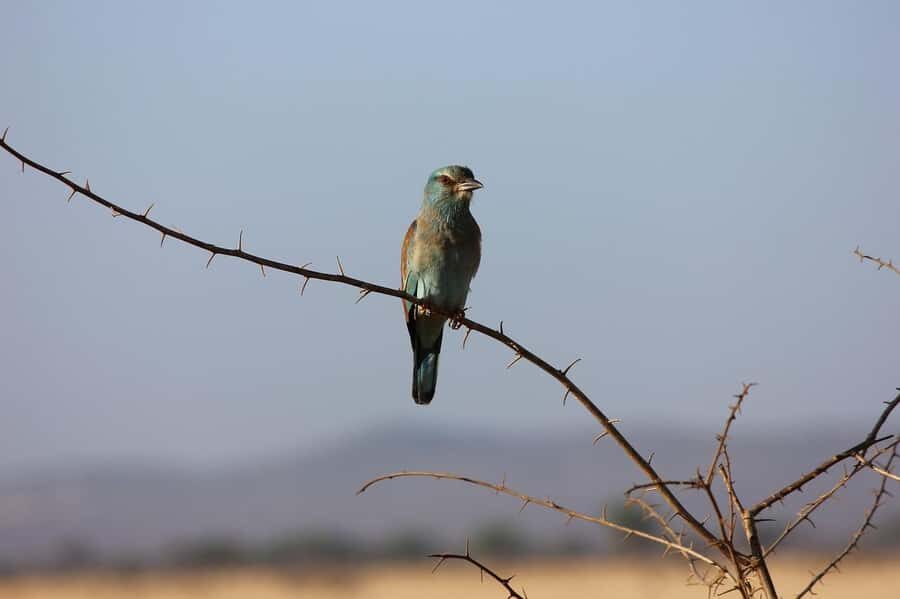 Day tour to Tsavo East National Park from Malindi/ Watamu - The Pipeline Area and the Elephant Concentration Zone