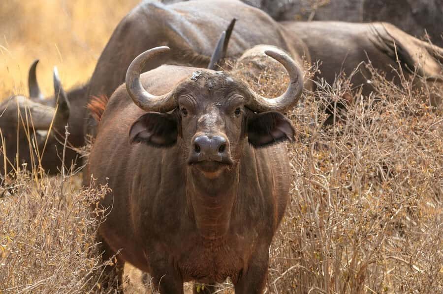 Day tour to Tsavo East National Park from Malindi/ Watamu - Safari Vehicle, Guide, and the Real Value of Spotting Skills