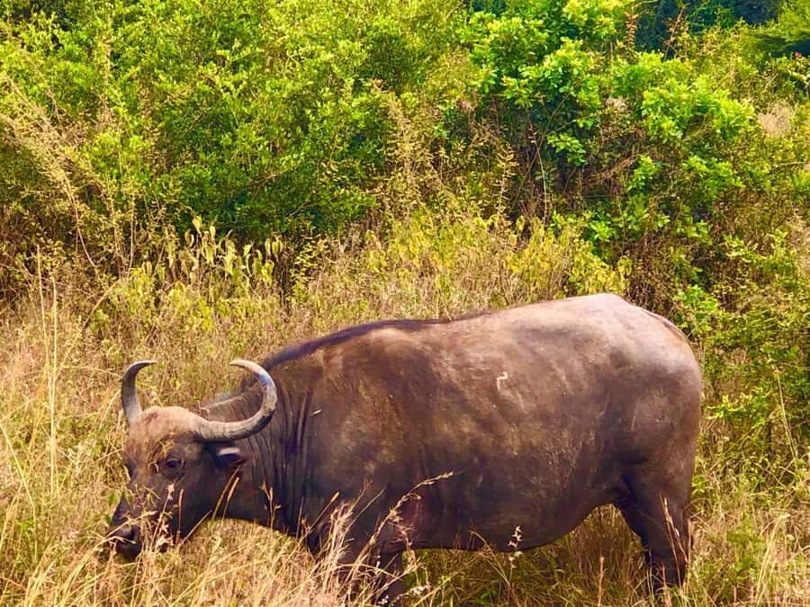 DAY TOUR TO TSAVO EAST NATIONAL PARK FROM MOMBASA/DIANI - Bachuma Gate to Your First Game Drive: Start Strong, Stay Patient