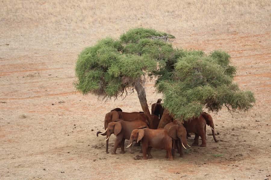 DAY TOUR TO TSAVO EAST NATIONAL PARK FROM MOMBASA/DIANI - Van with Pop-Up Roof: How the Safari Actually Feels