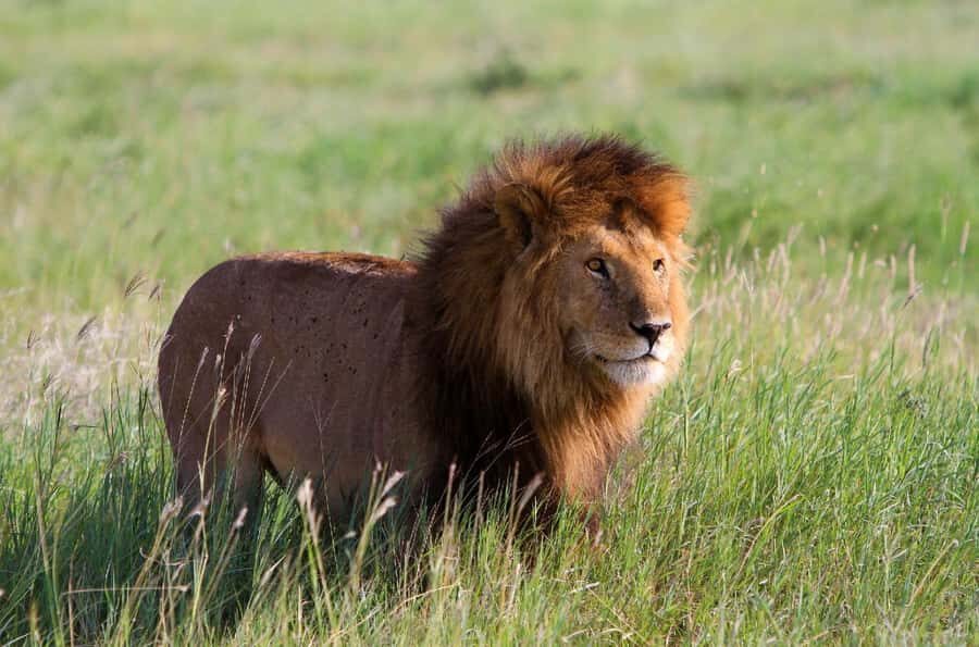 DAY TOUR TO TSAVO EAST NATIONAL PARK FROM MOMBASA/DIANI - Getting There From Mombasa or Diani: Early Pickup and Road Time