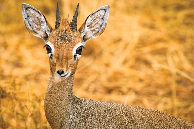 Day Tour to Tsavo East National Park from Mombasa or Diani - The first game drive: how to get the most from it