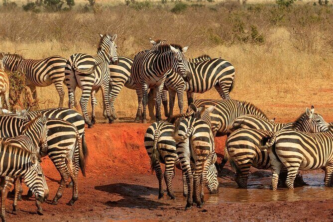 Day Tour to Tsavo East National Park from Mombasa or Diani - Lunch at Voi Safari Lodge: included, but plan your timing
