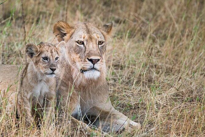 Day Tour to Tsavo East National Park from Mombasa or Diani - Afternoon game drive: biggest park time and Big Five odds