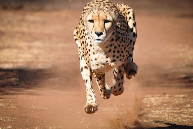 Day Tour to Tsavo East National Park from Mombasa or Diani - Vehicle comfort and viewing: pop-up roof is more than a gimmick