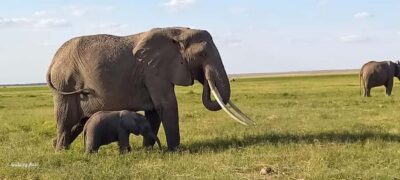 Day trip amboseli national park from nairobi budget safari. - Amboseli Game Drives: Elephants, Lions, and That Kilimanjaro Backdrop