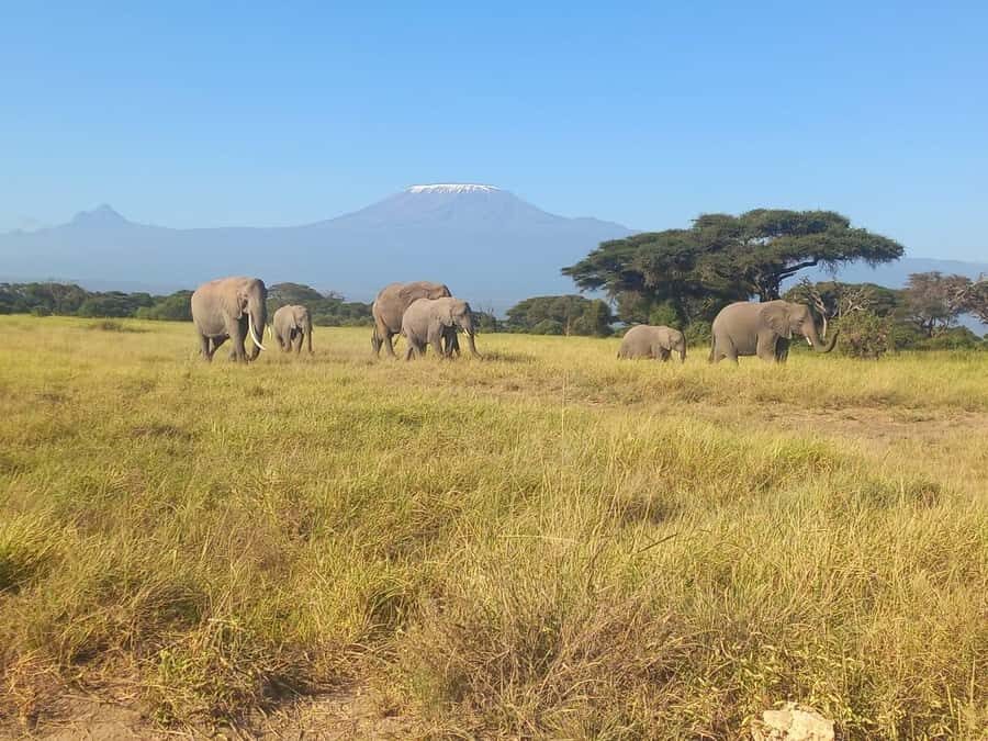 Day trip amboseli national park from nairobi budget safari. - FAQ