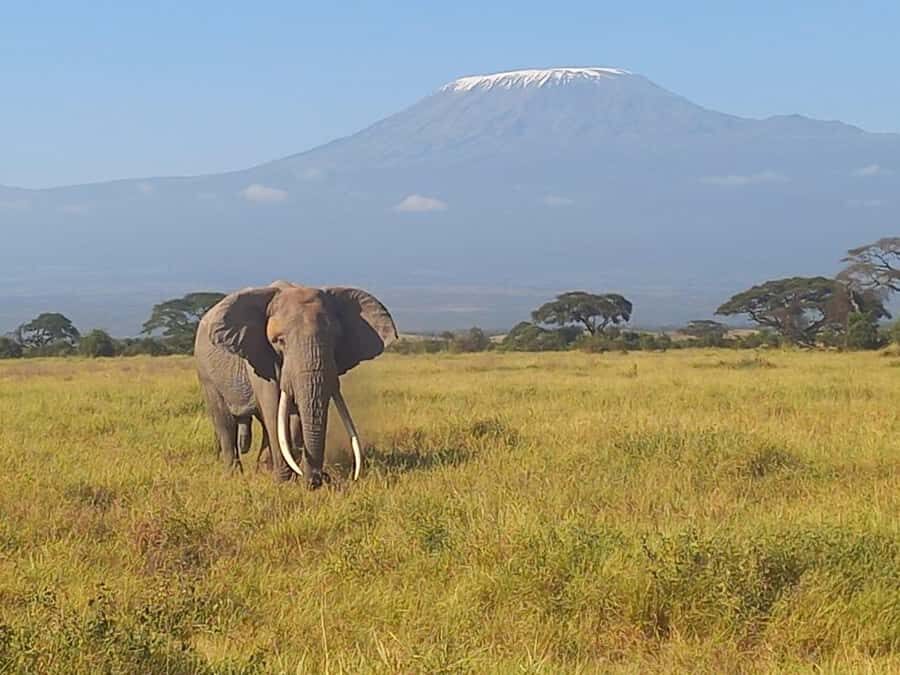 DAY TRIP AMBOSELI PARK FROM NAIROBI AND MASAI VILLAGE. - Key Highlights You’ll Care About