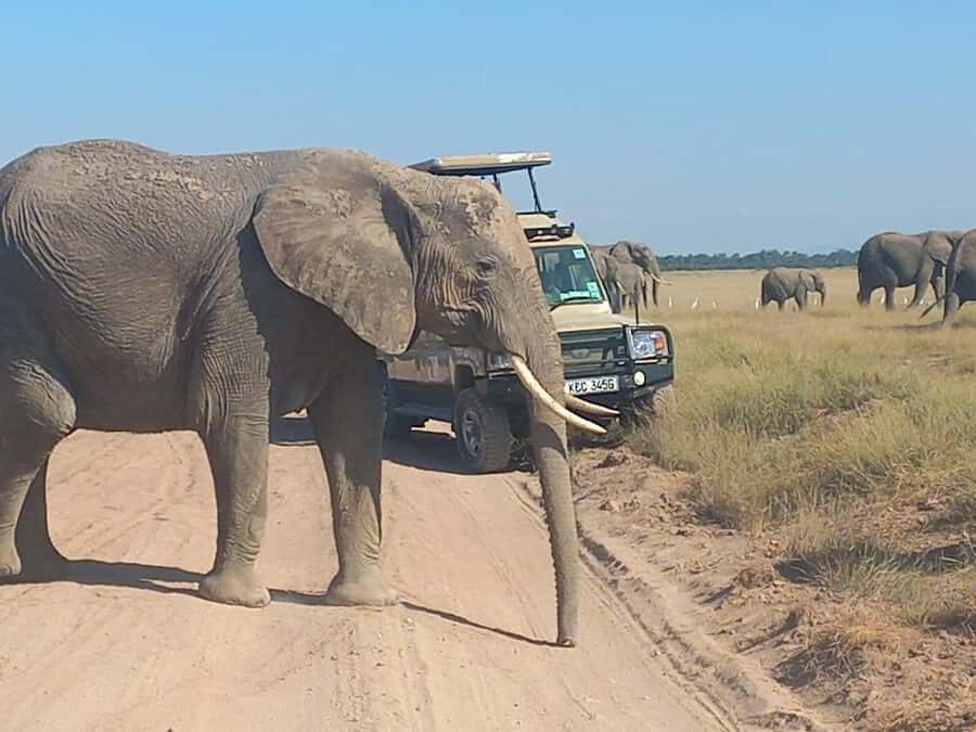 DAY TRIP AMBOSELI PARK FROM NAIROBI AND MASAI VILLAGE. - Nairobi-to-Amboseli: The 4WD Drive That Sets the Tone