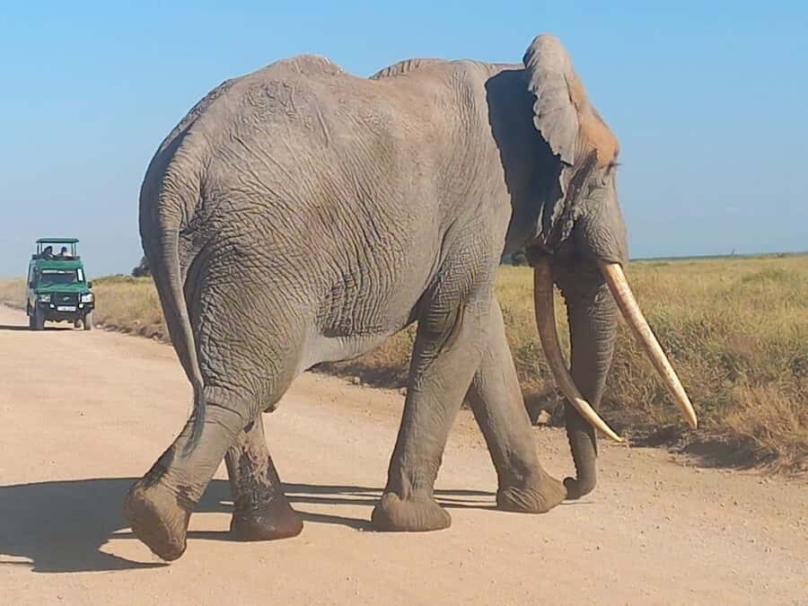 DAY TRIP AMBOSELI PARK FROM NAIROBI AND MASAI VILLAGE. - The Kilimanjaro Photo Stops: How to Get the View Without Ruining Your Timing