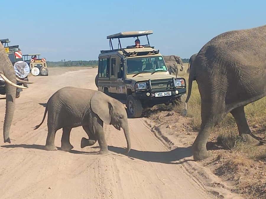 DAY TRIP AMBOSELI PARK FROM NAIROBI AND MASAI VILLAGE. - Price and Value: The True Cost of This Nairobi Day Trip