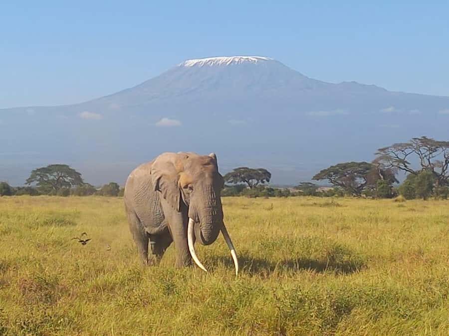 DAY TRIP AMBOSELI PARK FROM NAIROBI AND MASAI VILLAGE. - Amboseli National Park: Where the Elephant Herds Steal the Show