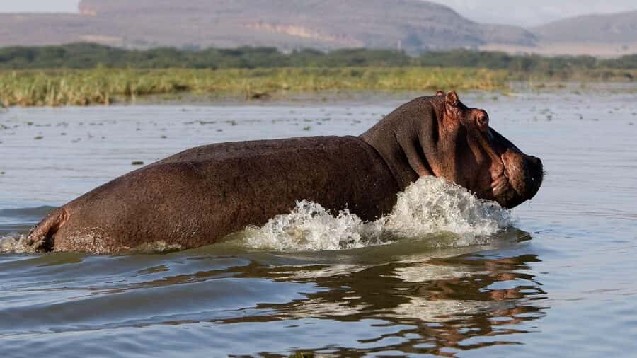 Day Trip: Hell's Gate Bike Ride & Lake Naivasha Boat Ride - Lake Naivasha boat safari: hippos, birds, and a calmer pace
