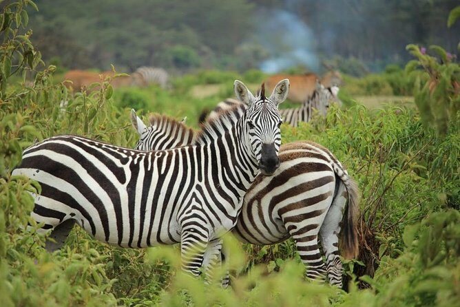 Day trip - Lake Nakuru National Park Tour From Nairobi - Why Lake Nakuru Is a Great One-Day Choice From Nairobi