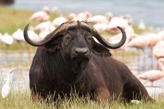 Day trip - Lake Nakuru National Park Tour From Nairobi - Big Mammals You’ll Want Your Eyes On