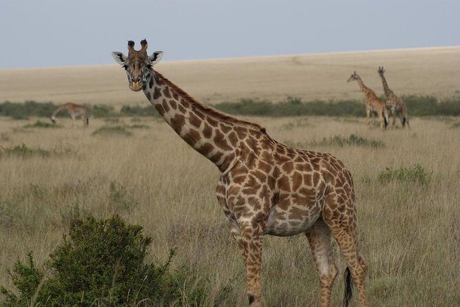 Day trip - Lake Nakuru National Park Tour From Nairobi - Lunch Break: Included Time, but Plan for Lunch Costs