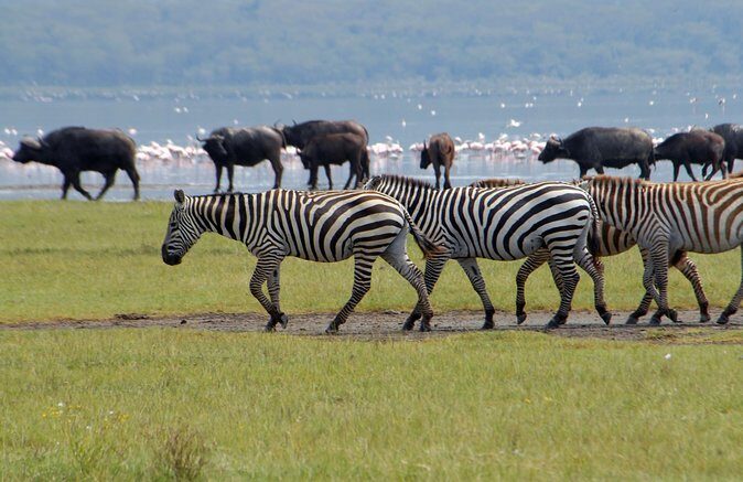 Day trip - Lake Nakuru National Park Tour From Nairobi - Price and Value: What $130 Really Covers
