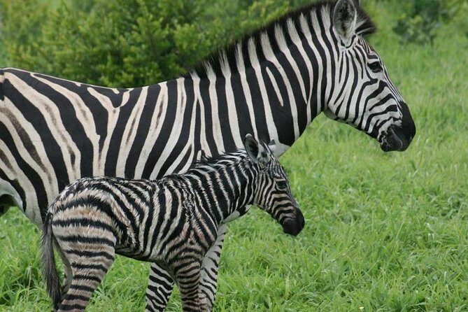 Day trip - Lake Nakuru National Park Tour From Nairobi - Guide Quality: The Difference Between Seeing Wildlife and Not Noticing It