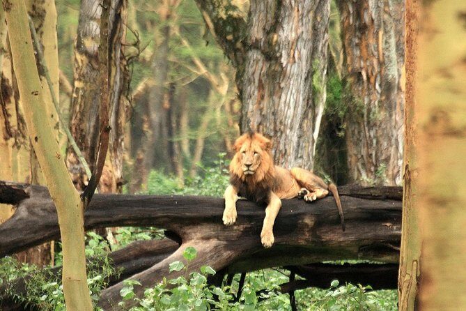 Day trip - Lake Nakuru National Park Tour From Nairobi - Nairobi Pickup and the Air-Conditioned Minivan Advantage