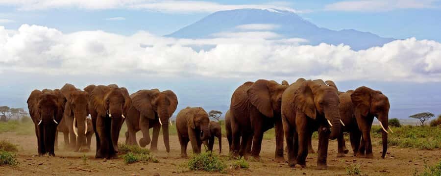Day Trip to Amboseli National Park from Nairobi. - Key highlights you’ll actually care about