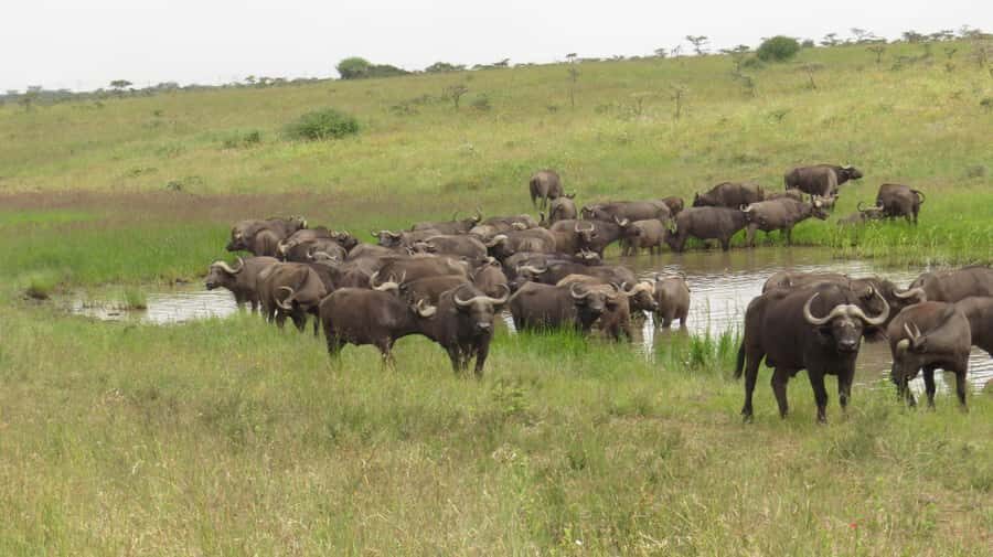 Day Trip to Amboseli National Park from Nairobi. - Amboseli From Nairobi: Why This 11-Hour Day Trip Feels Like More