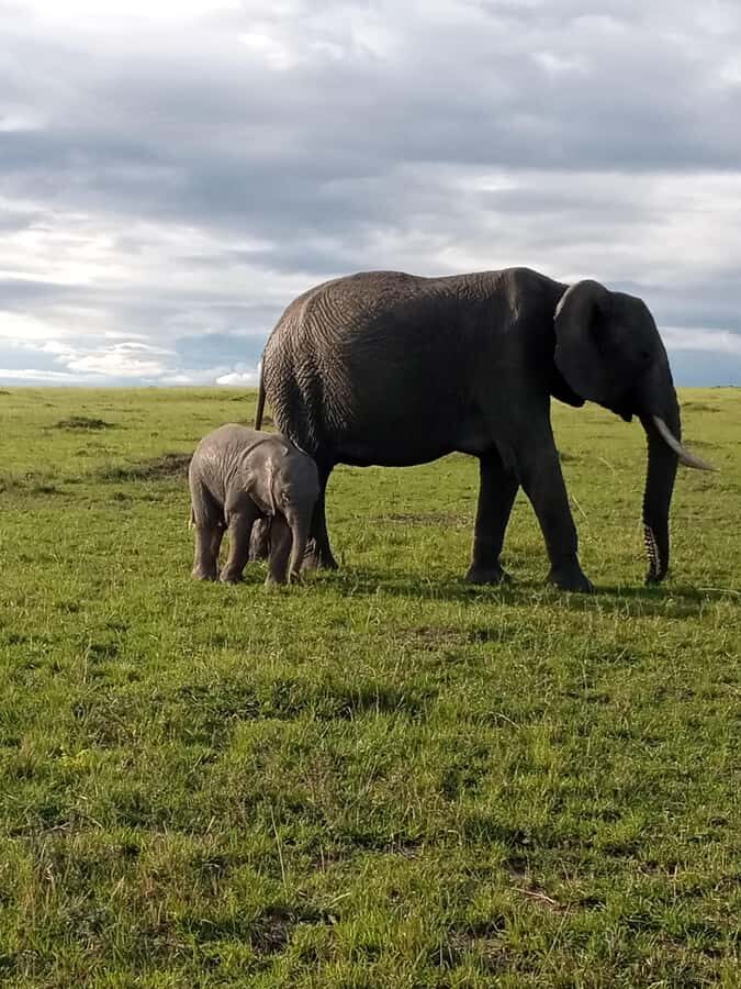 Day Trip to Amboseli National Park from Nairobi. - Sunrise Drive on the Nairobi–Mombasa Highway and Maasai Homesteads