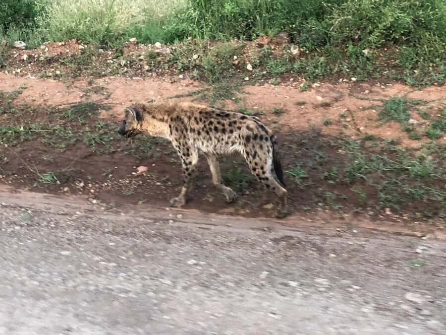 Day Trip to Amboseli National Park from Nairobi. - Game Drive for Wildlife Viewing: How the 10-Hour Stretch Plays Out