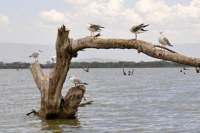 Day Trip To Crescent Island And Hells Gate National Park - Stop 1: Lake Naivasha Bird Life and a Calm Start to the Day
