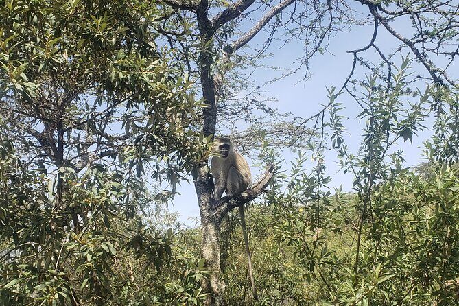 Day trip to Hells Gate National Park with boat ride on Lake Naivasha - Practical tips to make the day easier