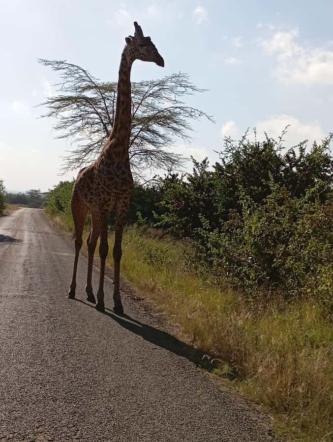 Day Trip to Lake Nakuru National Park from Nairobi - The drive from Nairobi: when the scenery helps your whole day