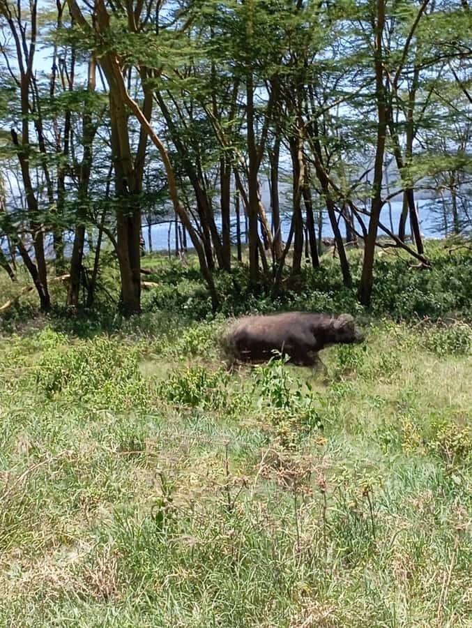 Day Trip to Lake Nakuru National Park from Nairobi - Picnic lunch inside the park: a break that doesn’t kill your momentum