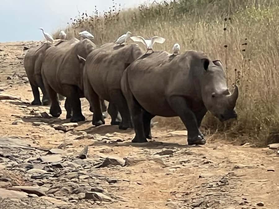 Day Trip to Lake Nakuru National Park from Nairobi - What you’re really chasing at Lake Nakuru: flamingos, rhinos, and predators