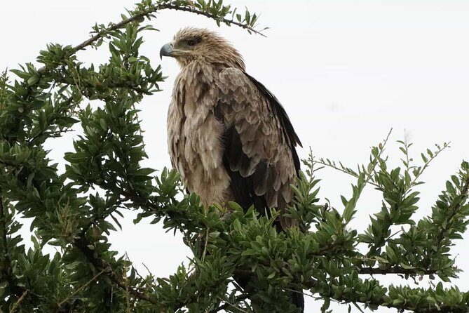 Day Trip to Mount Longonot National Park and Lake Naivasha - Lake Naivasha After the Hike: Birds, African Fish Eagles, and Hippo Pool Time