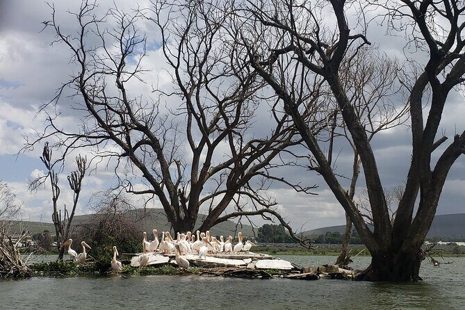 Day Trip to Mt. Longonot with Boat Ride in Lake Naivasha - Crescent Island walk option: what it adds (and when to choose it)