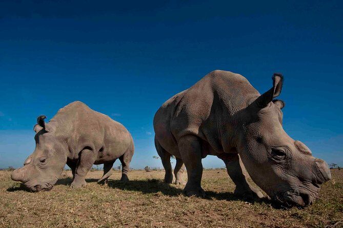 Day trip to Ol Pejeta conservancy from Nairobi - Nairobi pickup, safari vehicle, and the big idea behind Ol Pejeta