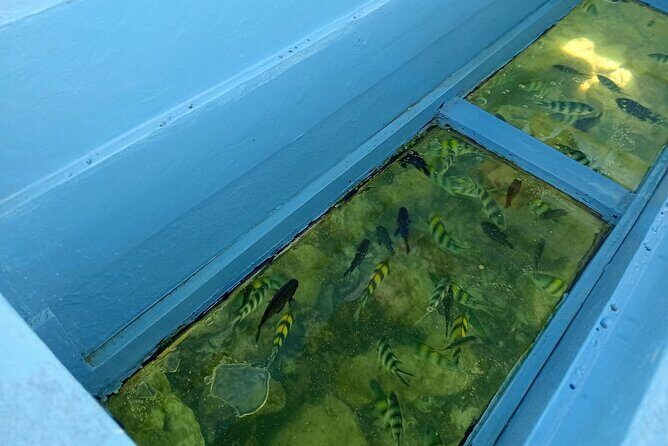 Diani Beach: Glass-bottom Boat Ride with Underwater Show - Who should book this Diani Beach glass-bottom boat ride?