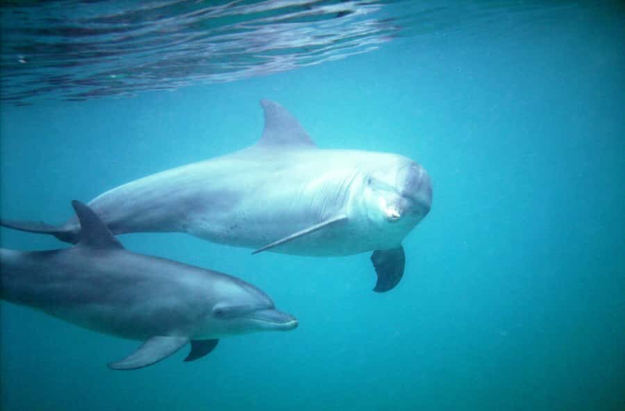 Diani Beach: Kisite Marine Park Dhow & Snorkeling with Lunch - Diani to Shimoni: your day starts on land, then changes pace