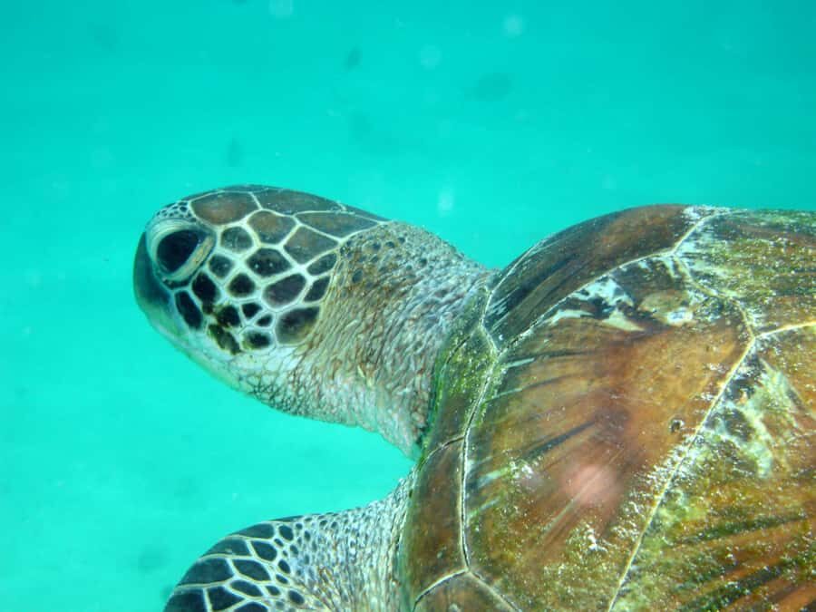 Diani Beach: Kisite Marine Park Dhow & Snorkeling with Lunch - Wasini Island lunch: the cliff-top break you’ll remember