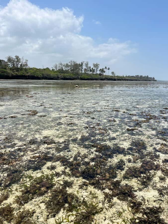 Diani: Full day Guided tour in Tiwi beach & Diani - Tiwi village motorbike ride: culture isn’t just a stop, it’s the link