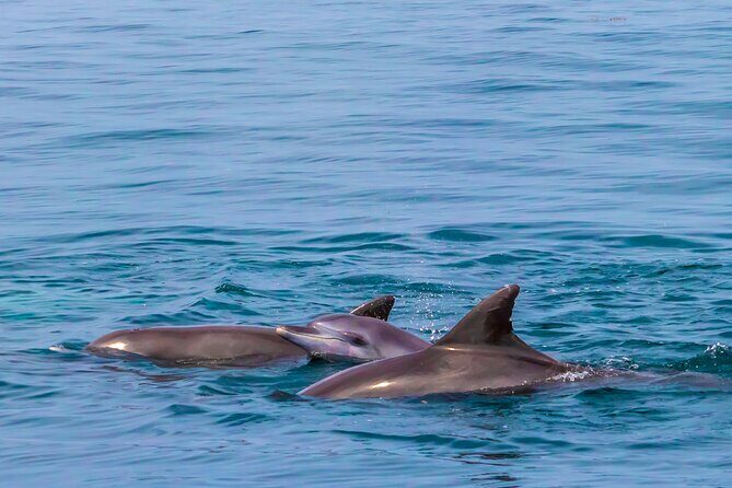Dolphin Watch & Snorkeling at Kisite Marine Park & Wasini Island - Optional Shimoni Slave Caves: history add-on with an extra ticket