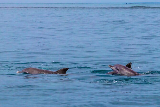 Dolphin Watch & Snorkeling at Kisite Marine Park & Wasini Island - What to pack so the day feels smoother